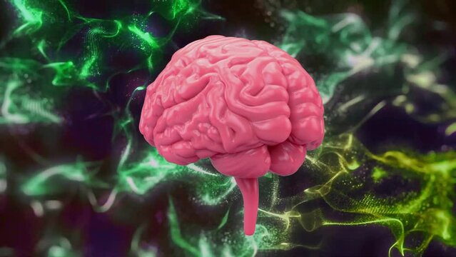 Human brain