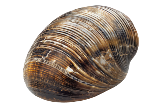 Clam isolated on transparent background