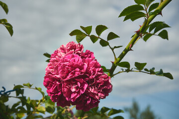 pnące róże  © Marcin Łazarczyk