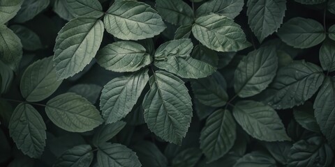 Fototapeta premium Overlay of leaves with delicate shadows creating a layered effect, ideal for enhancing nature-themed projects and backgrounds.