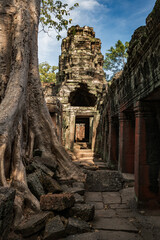 Fototapeta premium Roots of a giant tree growing over ruins on Angkor wat, Siem Reap, Cambodia