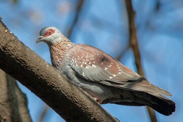 A speckled pigeon isolated in a tree in the South African outdoors