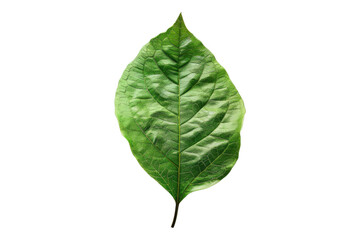 Green leaf isolated on transparent background