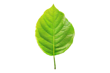 Green leaf isolated on transparent background