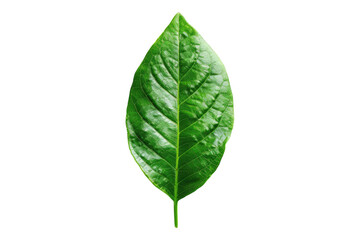 Obraz premium Green leaf isolated on transparent background