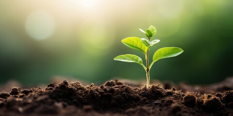 New Life, Sprout Growing in Soil