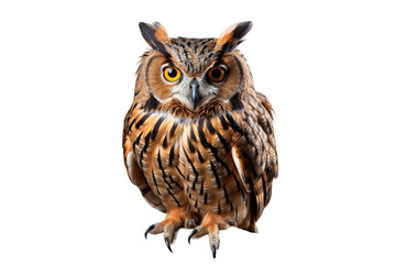 Fototapeta premium Owl (PNG 8640x5760)
