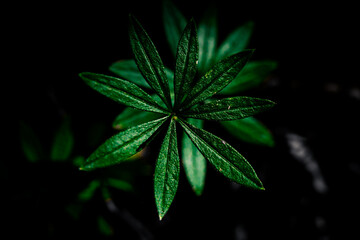 Dark green Plants