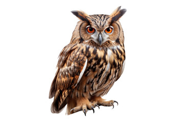 Naklejka premium Owl (PNG 8640x5760)