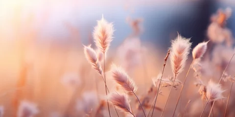 Crédence de cuisine  Soft Golden Light: Fluffy Grass Seeds in Sunset  © Nice Seven