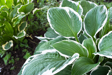 Obraz premium Green white hosta leaves, close-up. Background from hosta plantaginea bush for publication, design, poster, calendar, post, screensaver, wallpaper, postcard, cover, website. High quality photo