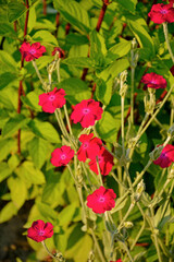 Firletka kwiecista, Lychnis coronaria, dusty miller, mullein-pink, bloody William, rose campion, flowers closeup, Silene coronaria