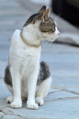 the white cat with tiger spots sitting on the sidewalk