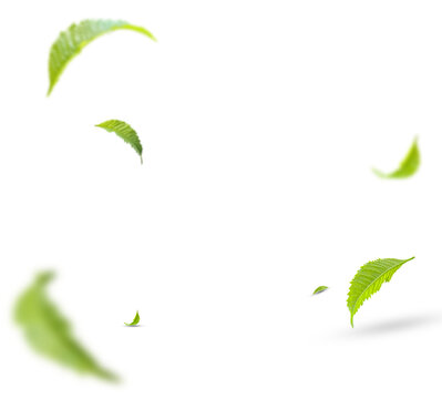 Fototapeta Green Floating Leaves Flying Leaves Green Leaf Dancing, Air Purifier Atmosphere Simple Main Picture.