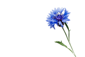 A single blue flower with a stem