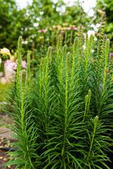 Liatra kłosowa © Mateusz