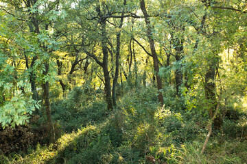 Forest landscape. Summer fairy forest with bright sunny rays shining through the trees for publication, poster, calendar, screensaver, wallpaper, post, banner, cover. High quality photo