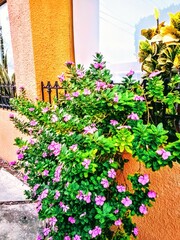 Naklejka premium Flowers on Pathway 