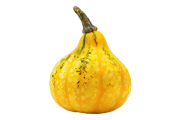 Squash yellow isolated on transparent background