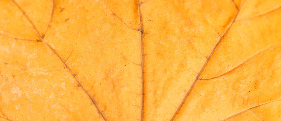 Background of a closely photographed maple leaf.
