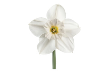 White narcissus flower isolated on transparent background