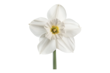 White narcissus flower isolated on transparent background