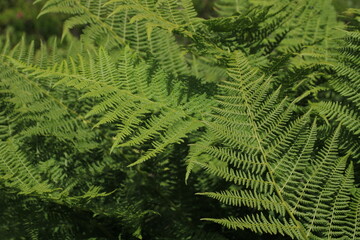 Green forest fern growing in the Swiss Alps.