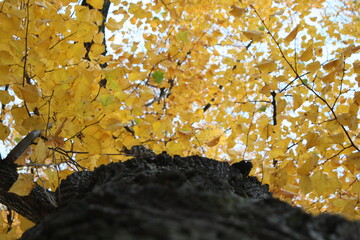 autumn leaves on the tree