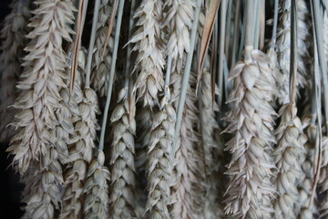 Close-up of the crop