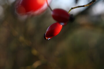 rose hips in autumn