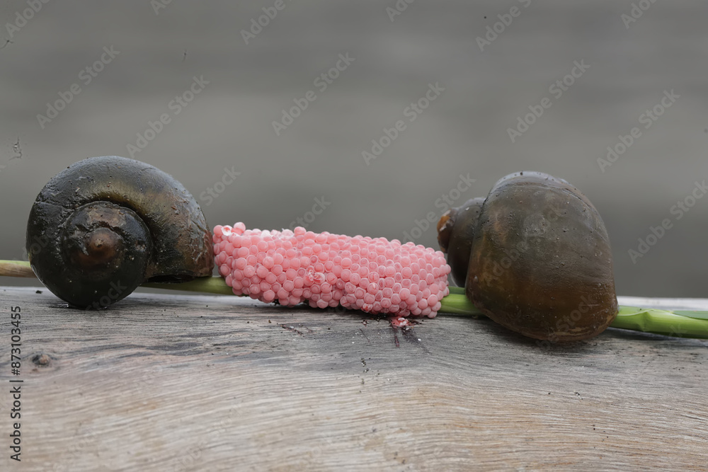 Wall mural two apple-snails are laying their eggs on a rotting log in a rice field embankment. this mollusk has