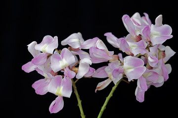 The beauty of Nicaraguan coffee shade flowers when they are in full bloom. This plant has the scientific name Gliricidia sepium.