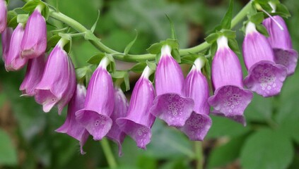 Guirlande de Digitale Pourpre, Purple foxglove (Digitalis purpurea) fleurissant dans une clairière.