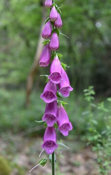 Epi de Digitale Pourpre, Purple foxglove (Digitalis purpurea) fleurissant dans une clairi&egrave;re.