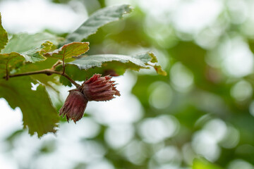 ripe hazelnut on a branch, forest, cultivated fruit