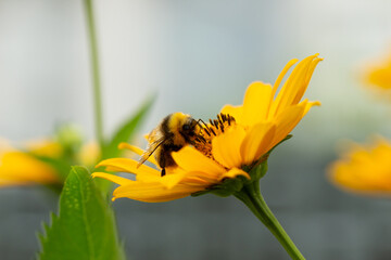 bumblebee collects pollen on a bright yellow large flower, summer mood, bright colors, web banner