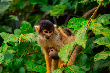 Mono ardilla del rio yacuma