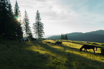 landscape sky forest in the mountains, in the background horses graze, free grazing animals, wild animals, on a sunny summer day mountain silhouettes, fog, wallpaper, poster, cover, nature Carpathian