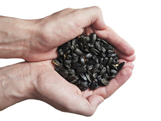 Sunflower seeds in hands transparent