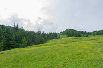 Obraz premium beautiful landscape in the mountains silhouettes of peaks, forest, trees,sun rays, travel, in green tones, Carpathian, blue clouds, green grass, hiking in the mountains, poster, wallpaper