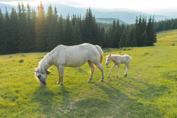 Obraz premium landscape sky forest in the mountains, in the background horses graze, free grazing animals, wild animals, on a sunny summer day mountain silhouettes, fog, wallpaper, poster, cover, nature Carpathian