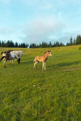 landscape sky forest in the mountains, in the background horses graze, free grazing animals, wild animals, on a sunny summer day mountain silhouettes, fog, wallpaper, poster, cover, nature Carpathian