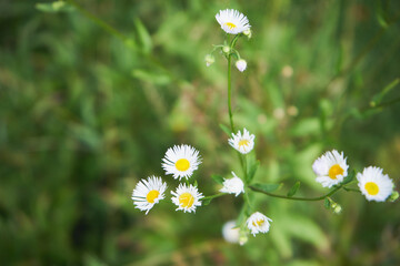 Przymiotno gałęziste, przymiotno szczeciniaste ,Erigeron ramosus Walters © Marcin Łazarczyk
