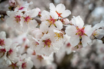 almond blossom