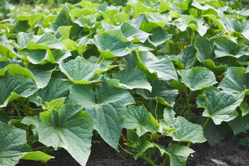 ogórki ,liście ,pole  © Marcin Łazarczyk