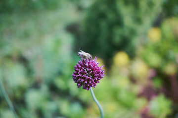 pszczoła, Czosnek główkowaty, Allium sphaerocephalon L. © Marcin Łazarczyk