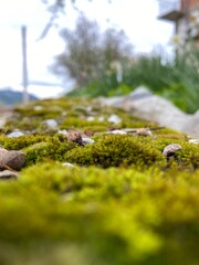 Moss on an old stone wall