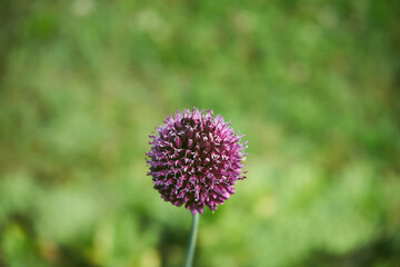 Czosnek główkowaty, Allium sphaerocephalon L. © Marcin Łazarczyk