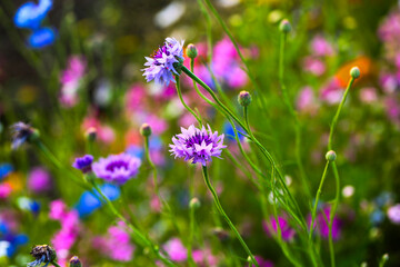 Blumenwiese mit Kornblumen 