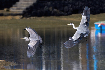 Zwei fliegende Graureiher (Ardea cinerea) beim Landen in einer befestigten Lagune bei Ebbe -...